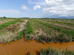 Rice fields